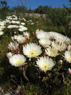 Image of Lampranthus aureus (L.) N. E. Br.