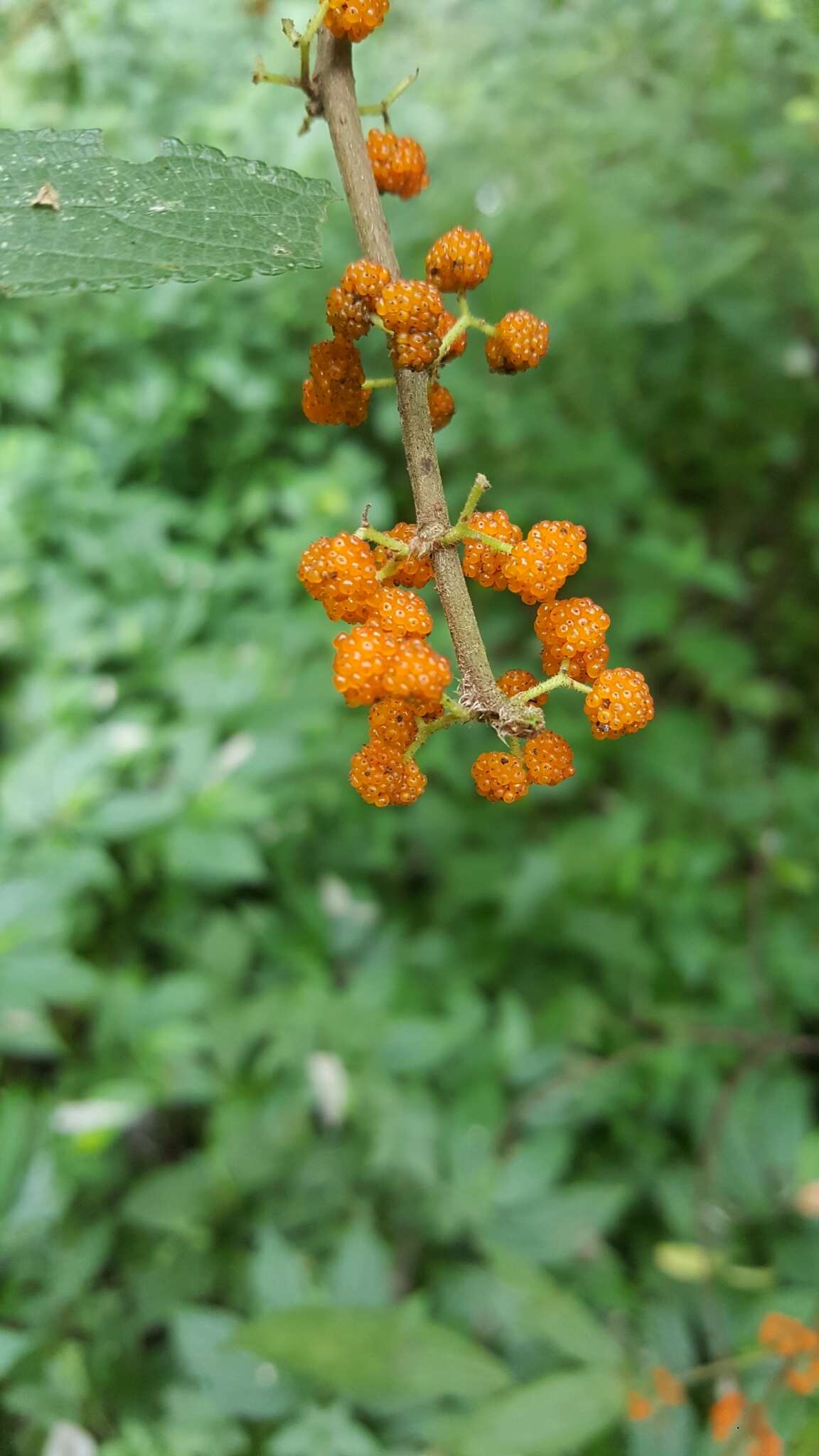 Imagem de Debregeasia longifolia (Burm. fil.) Wedd.