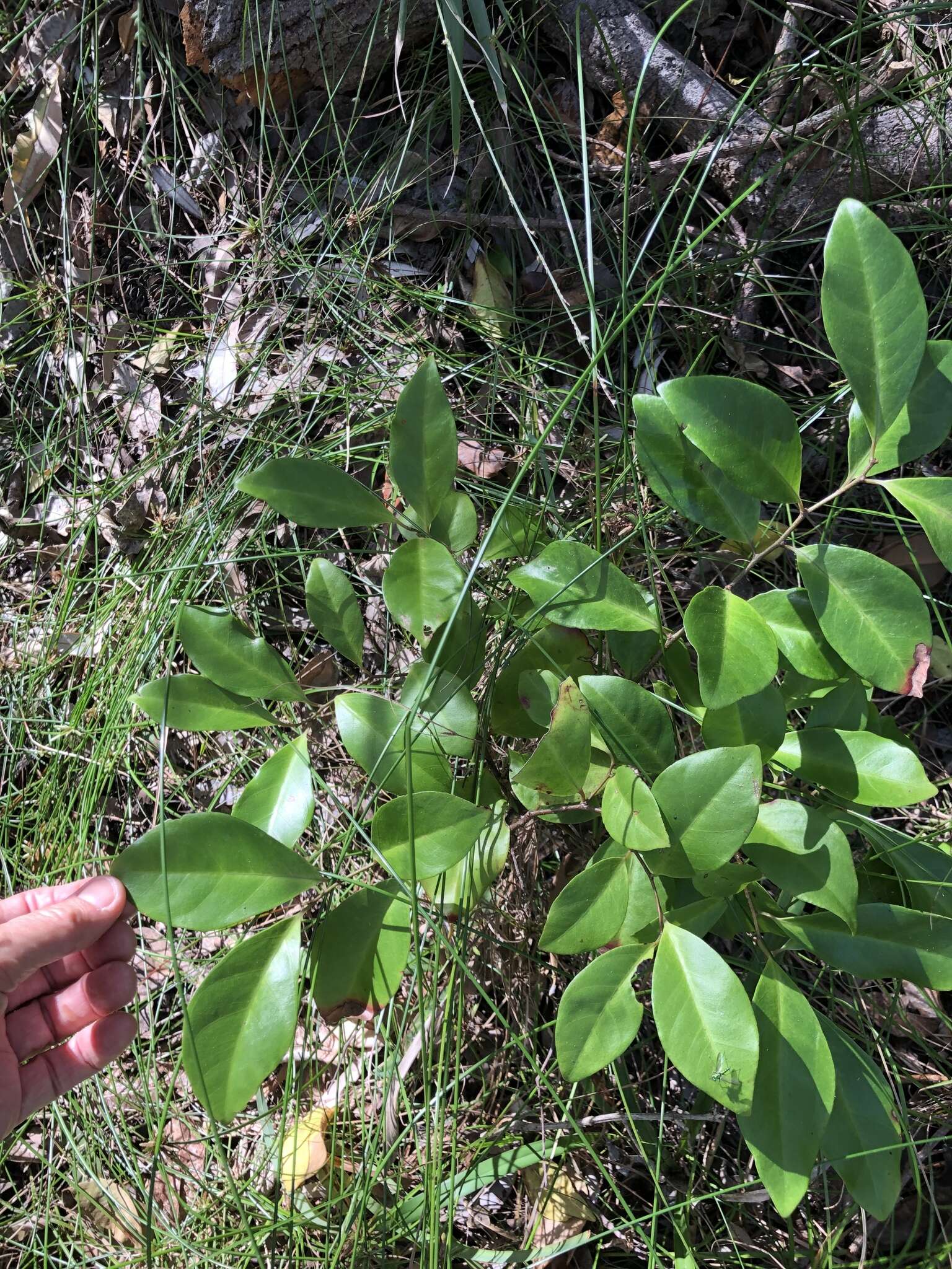 Image de Diospyros geminata (R. Br.) F. Muell.