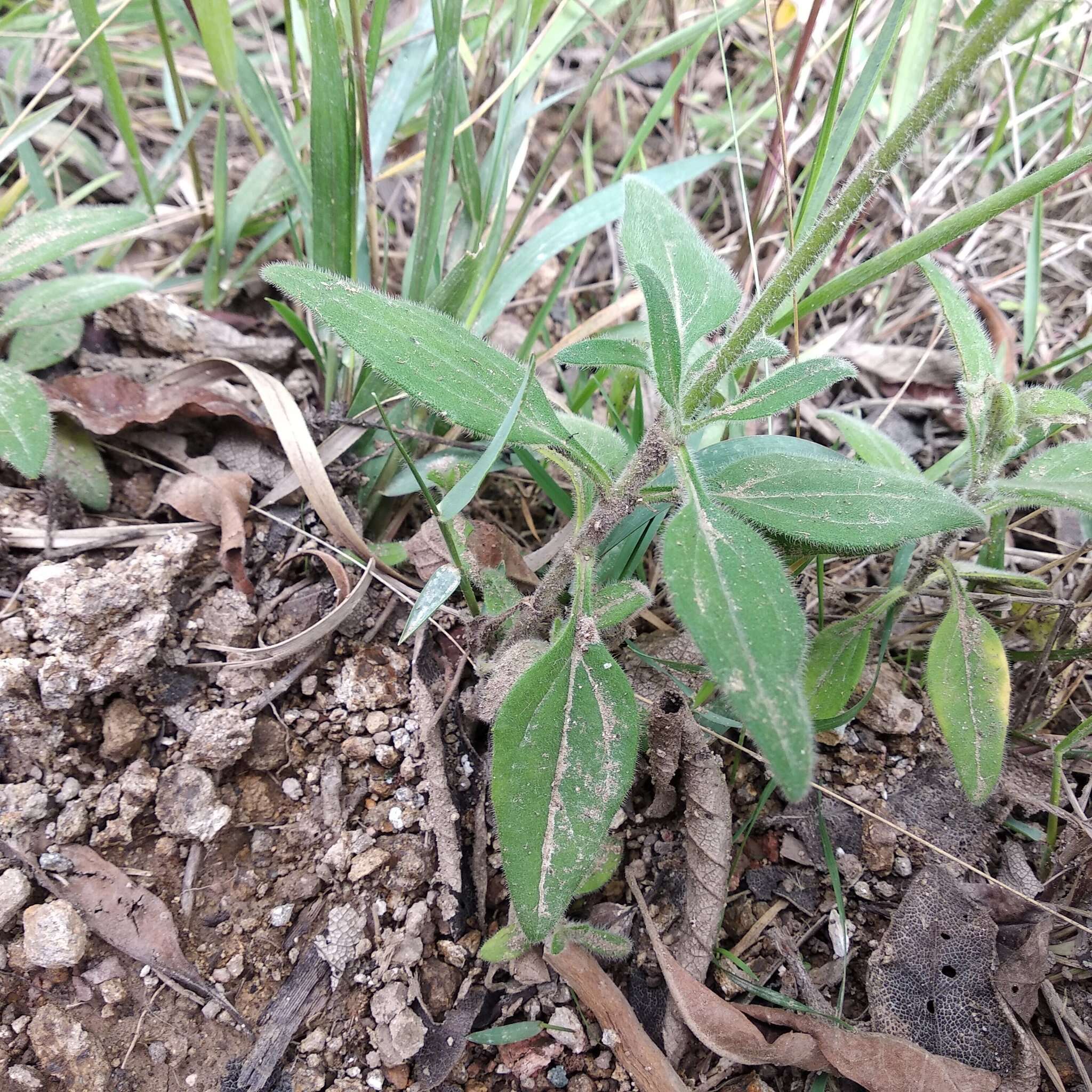 Image of Tridax angustifolia Spruce ex Benth. & Hook. fil.