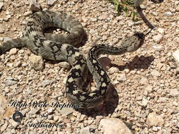 Imagem de Crotalus ornatus Hallowell 1854