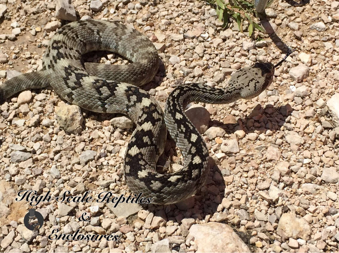 Image of Crotalus ornatus Hallowell 1854