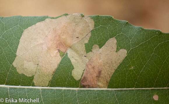 Image of Willow Leafblotch Miner