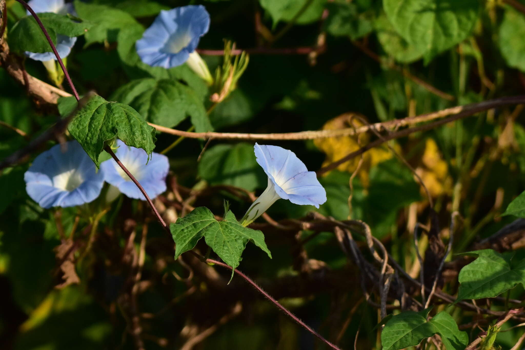 Image of whiteedge morning-glory