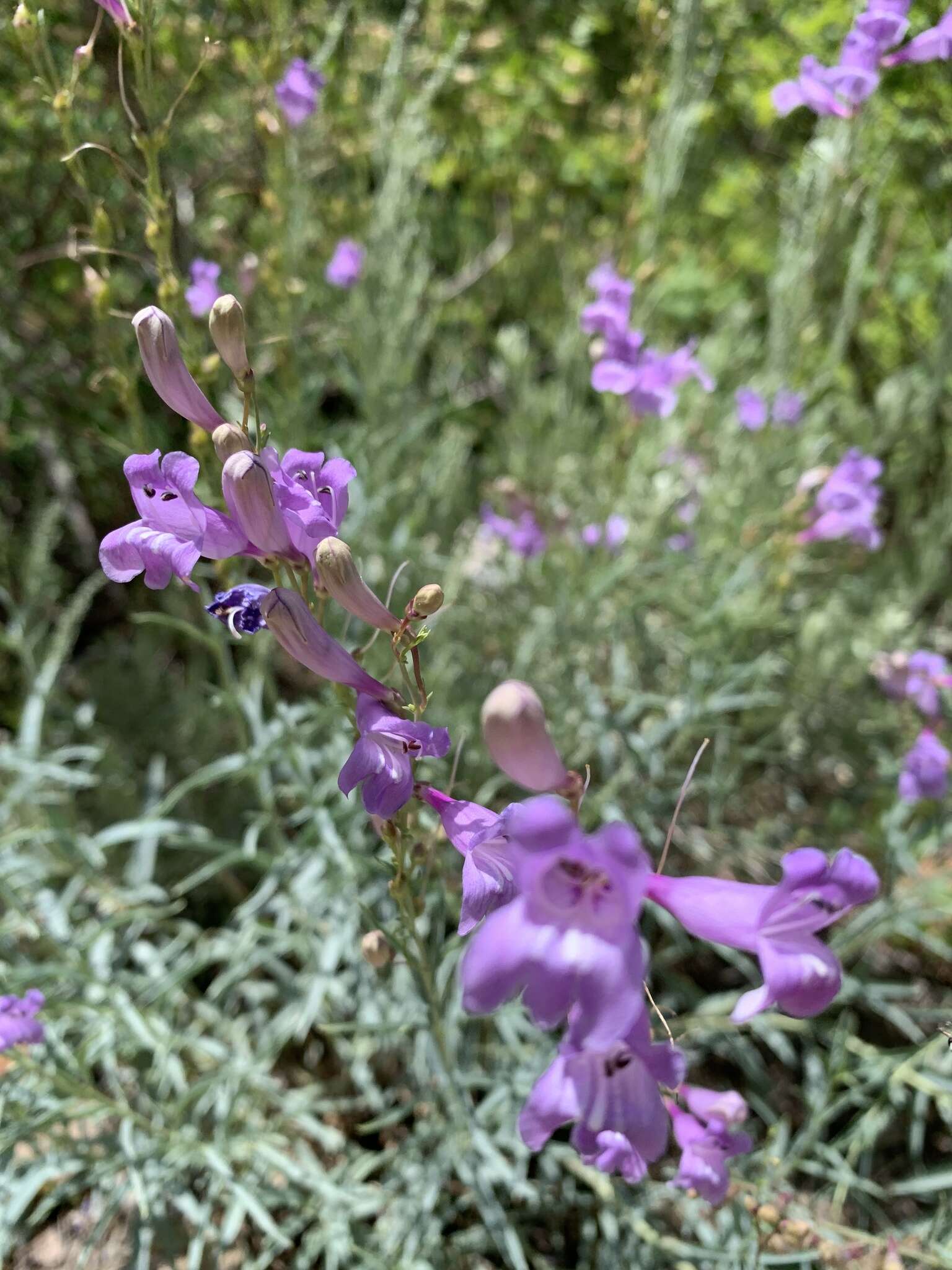 Слика од Penstemon sepalulus A. Nels.