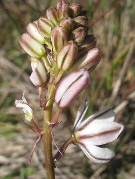 Image of Drimia fragrans (Jacq.) J. C. Manning & Goldblatt