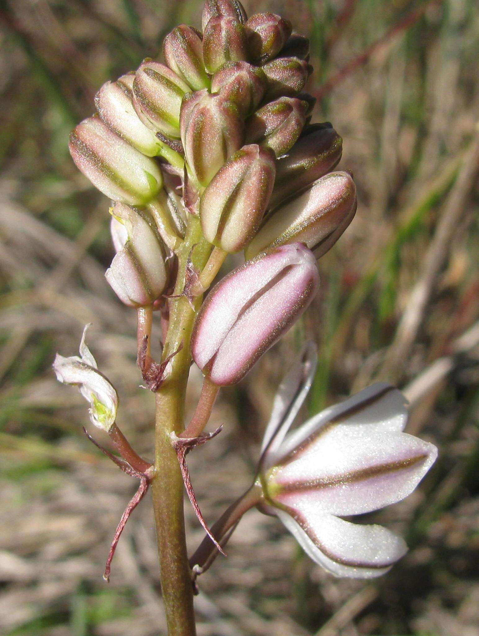 Plancia ëd Drimia fragrans (Jacq.) J. C. Manning & Goldblatt