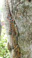 Image of Giant Silk Moth