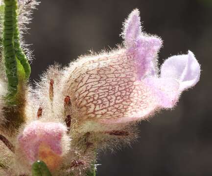 Image of Hemiphora bartlingii (Lehm.) B. J. Conn & Henwood