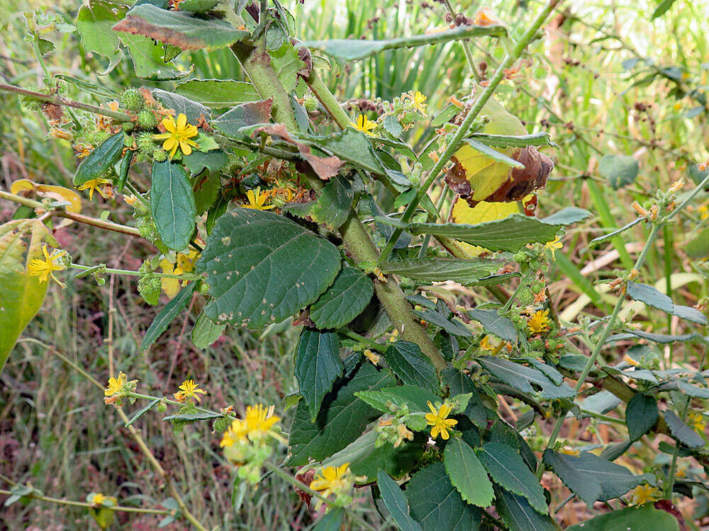 Imagem de Triumfetta rhomboidea Jacq.