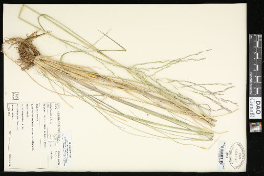 Image of Malabar sprangletop