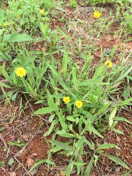 Image of Ixeris chinensis (Thunb.) Kitag.