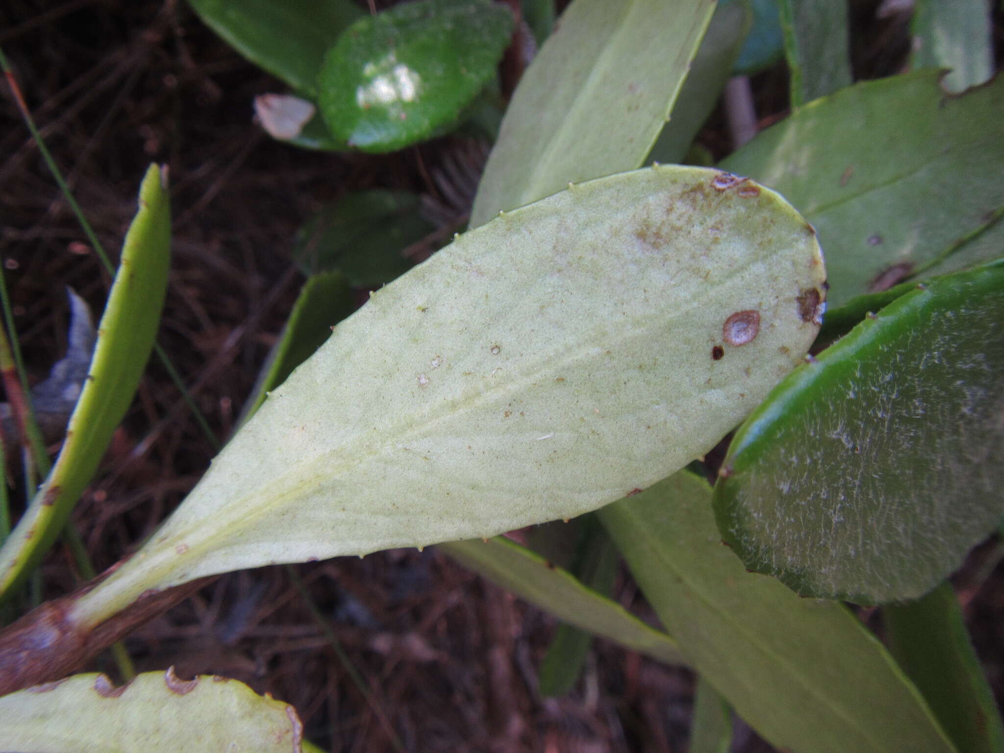 Image of Capelio caledonica B. Nord.