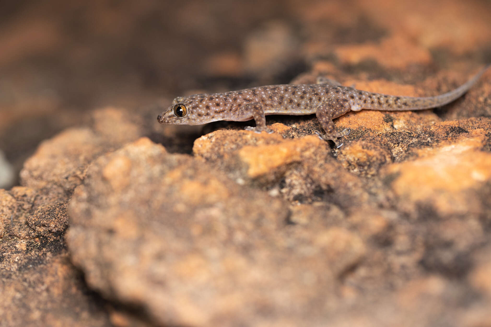 Image of Northern Spotted Rock Dtella