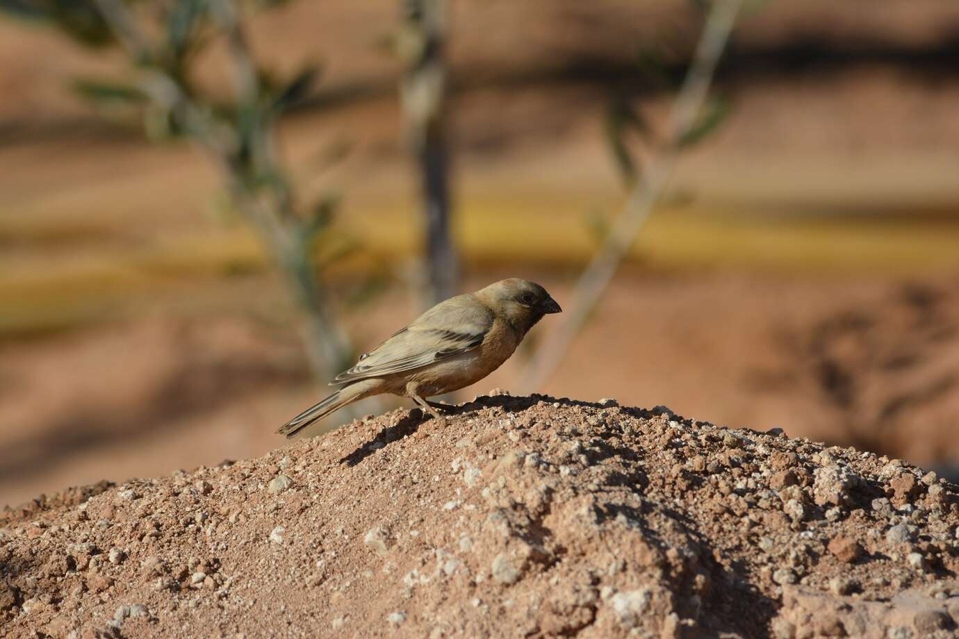 Image of African Desert Sparrow