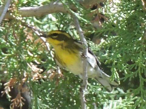 Image of Townsend's Warbler