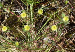 Image of Trifolium campestre var. campestre