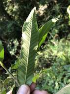 Image de Quercus acutissima Carruth.