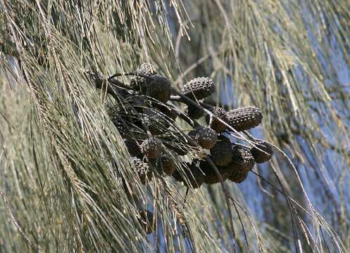 Image of Desert oak