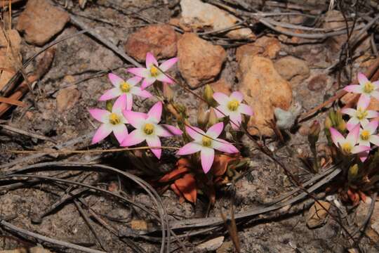 Image of Zeltnera pusilla (Eastw.) G. Mansion