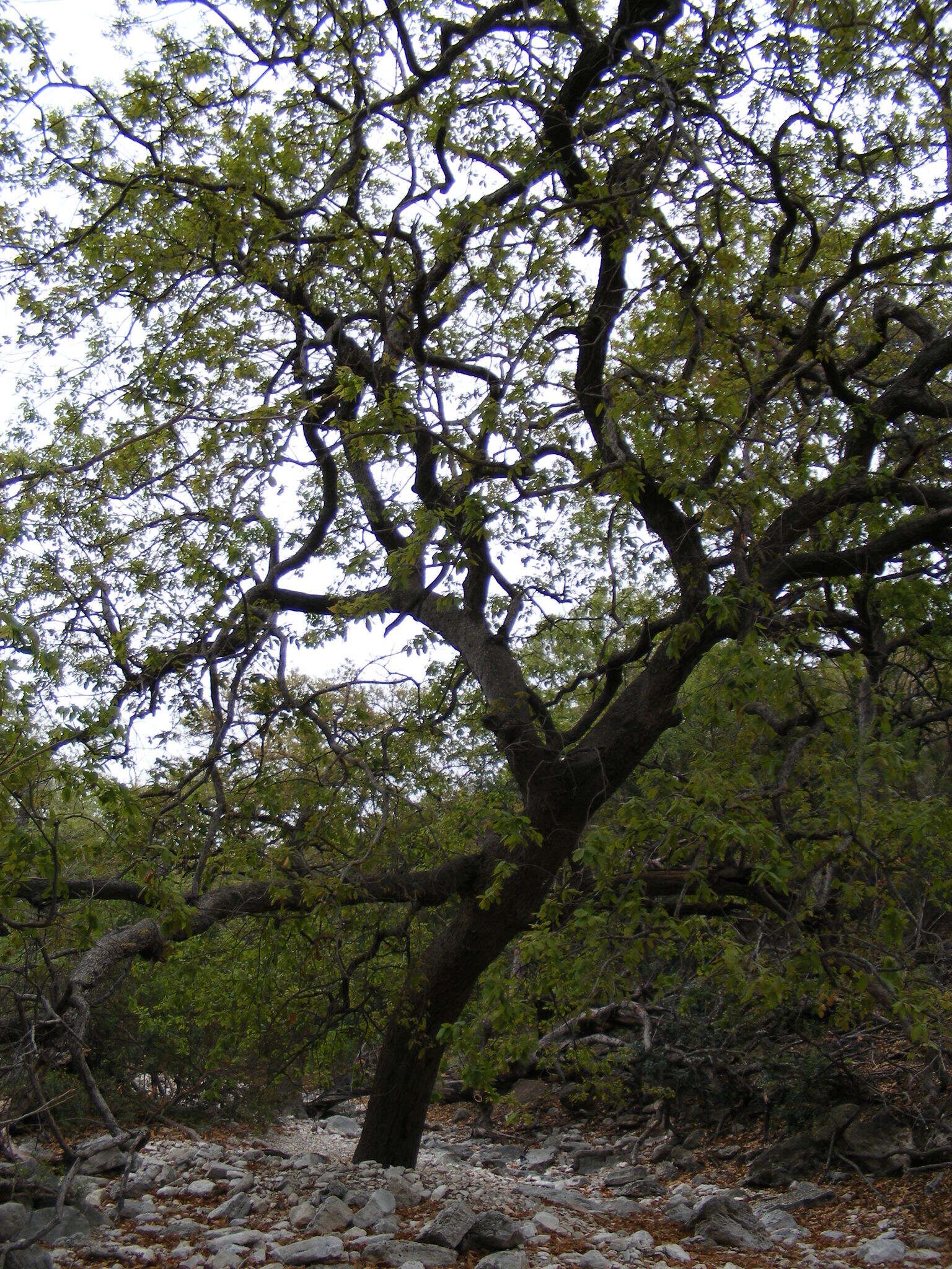 Imagem de Quercus polymorpha Schltdl. & Cham.