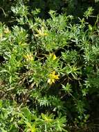 Image of <i>Genista linifolia</i> subsp. <i>pallida</i> (Poir.) P. Hanelt