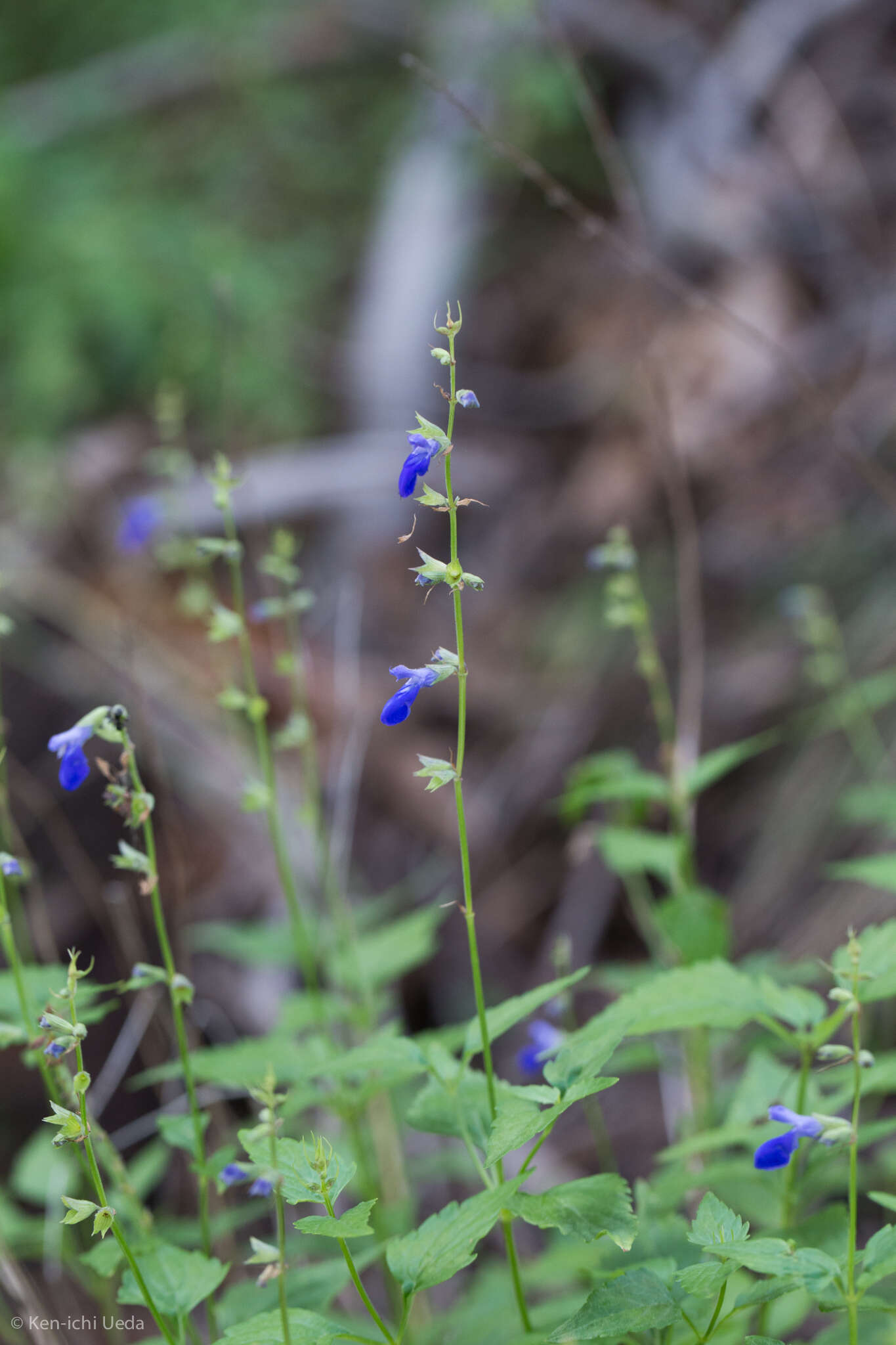 Image of desert indigo sage