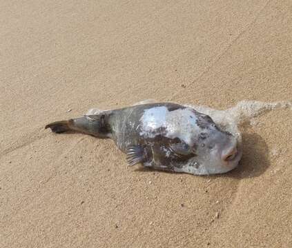 Image of Balloonfish