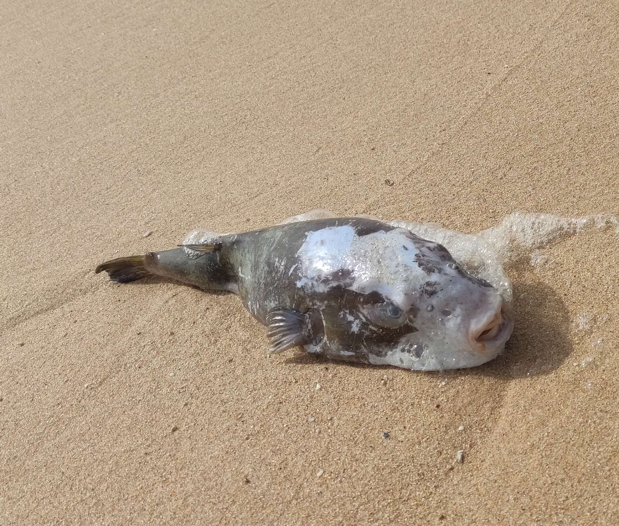 Image of Balloonfish