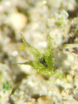 Image of micromitrium moss