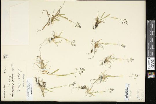 Image of supine bluegrass