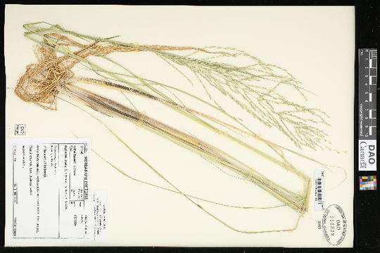 Image of Malabar sprangletop
