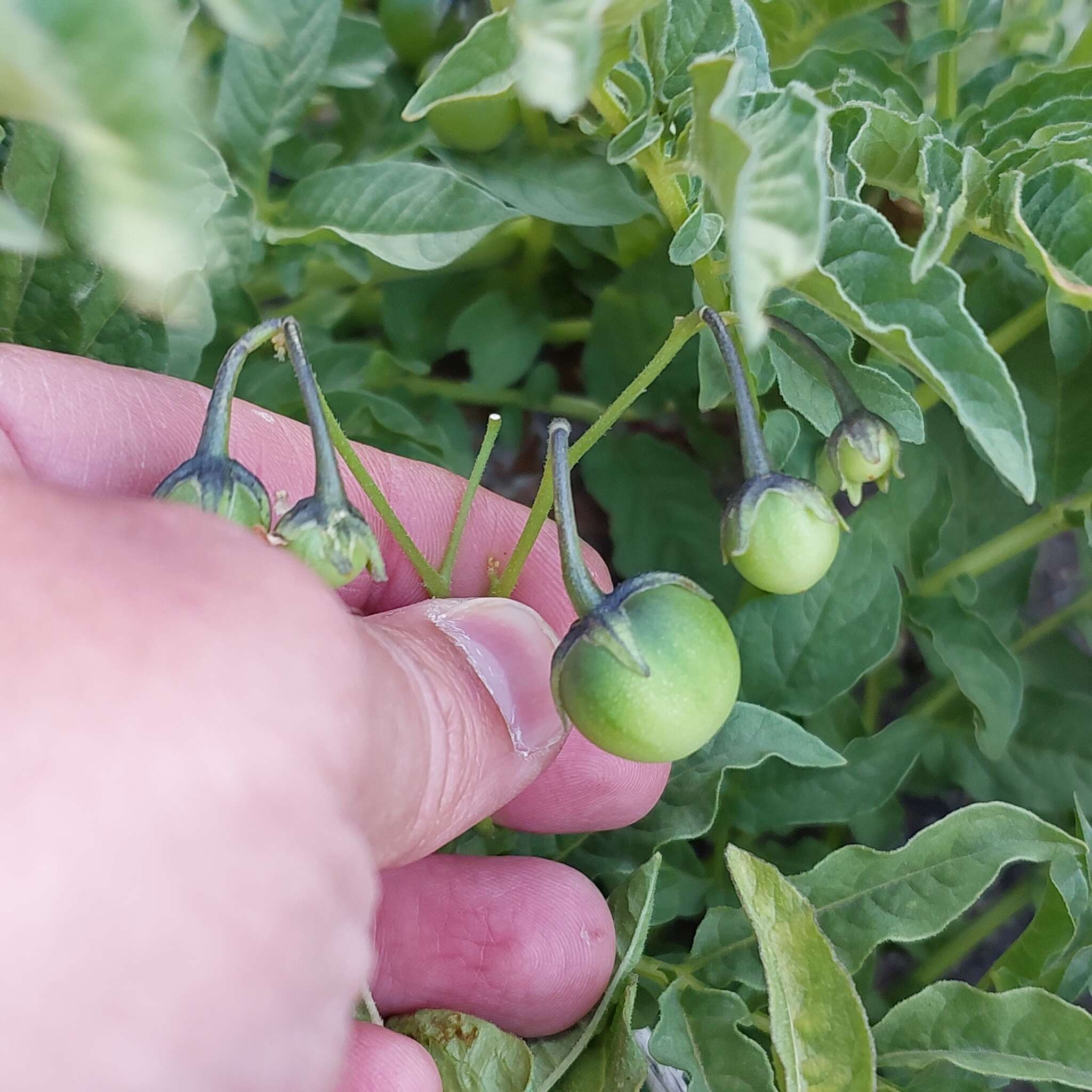 Image of Solanum etuberosum Lindl.