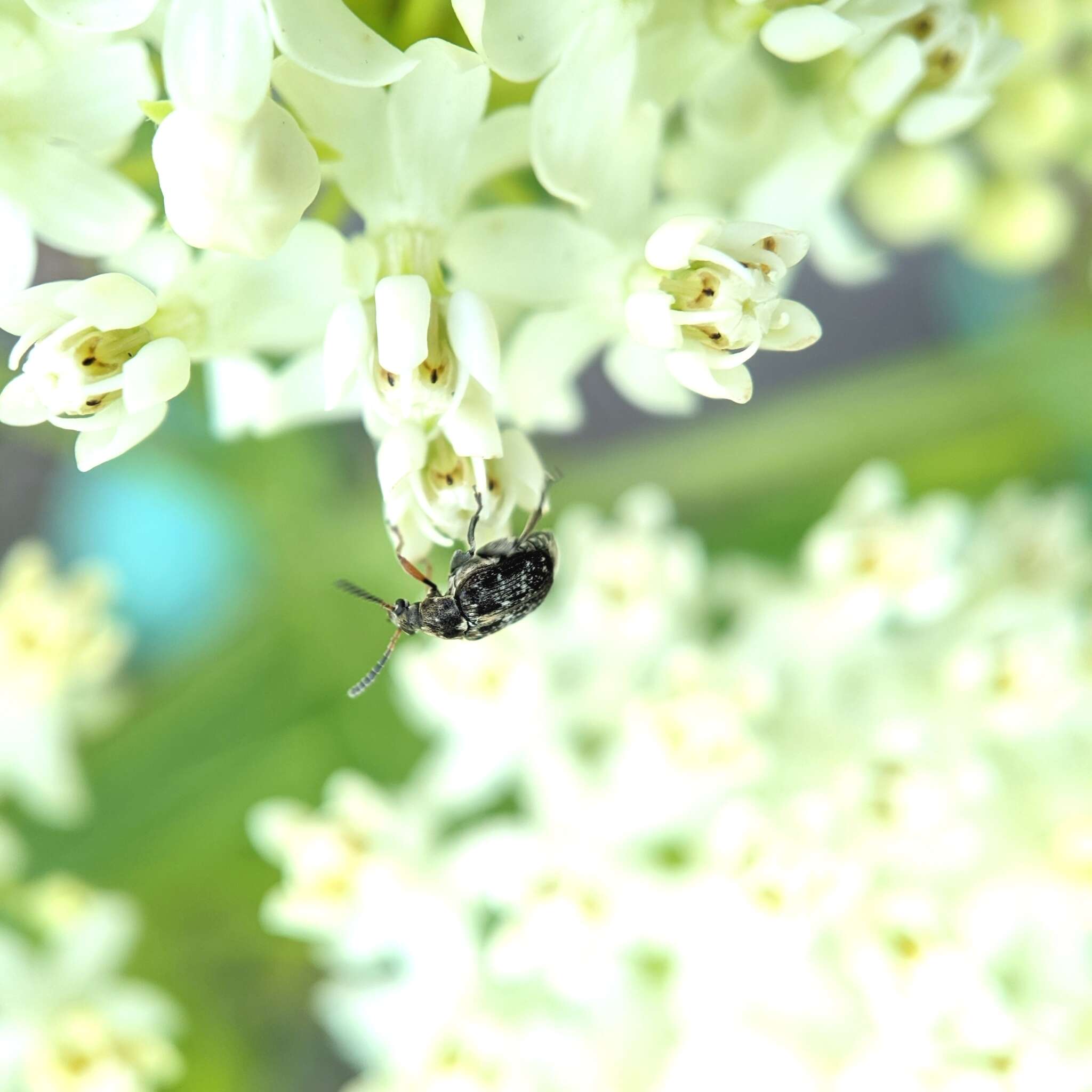 Image of Bean seed beetle