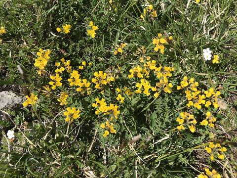 Image of Horseshoe-vetch