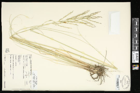 Image of Malabar sprangletop