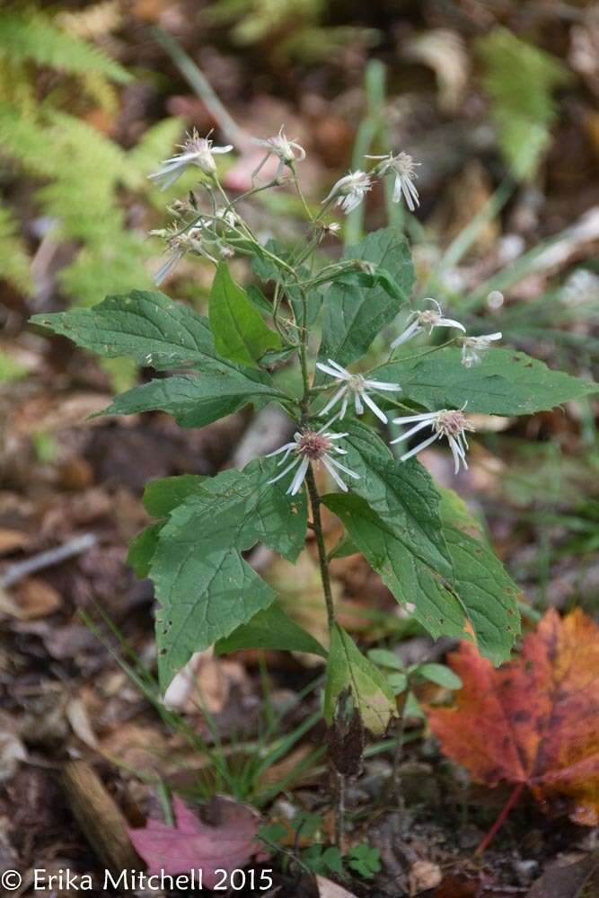 Image of Whorled Nodding-Aster