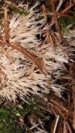 Image of Angel hair coral