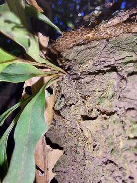 Image de Pleopeltis pleopeltifolia (Raddi) Alston