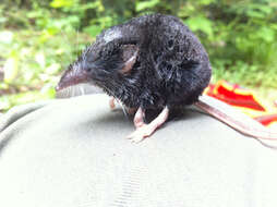 Image of Trowbridge's shrew