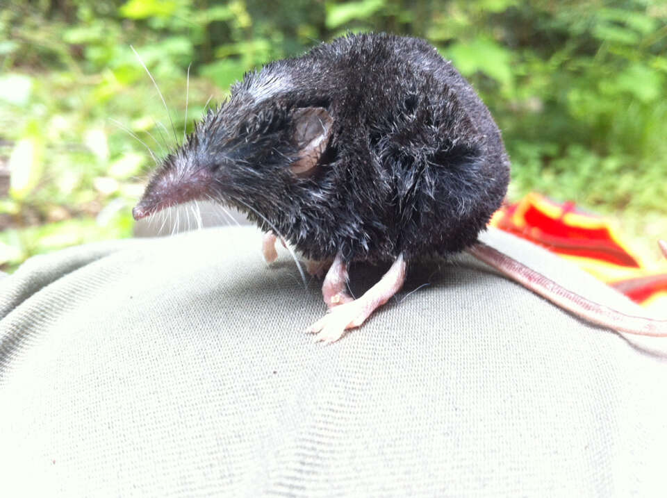 Image of Trowbridge's shrew