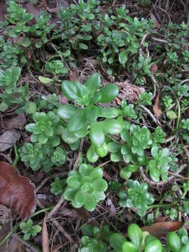 Sedum kimnachii V. V. Byalt resmi