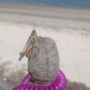 Image of Red-legged Grasshopper