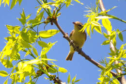 Слика од Vireo philadelphicus (Cassin 1851)