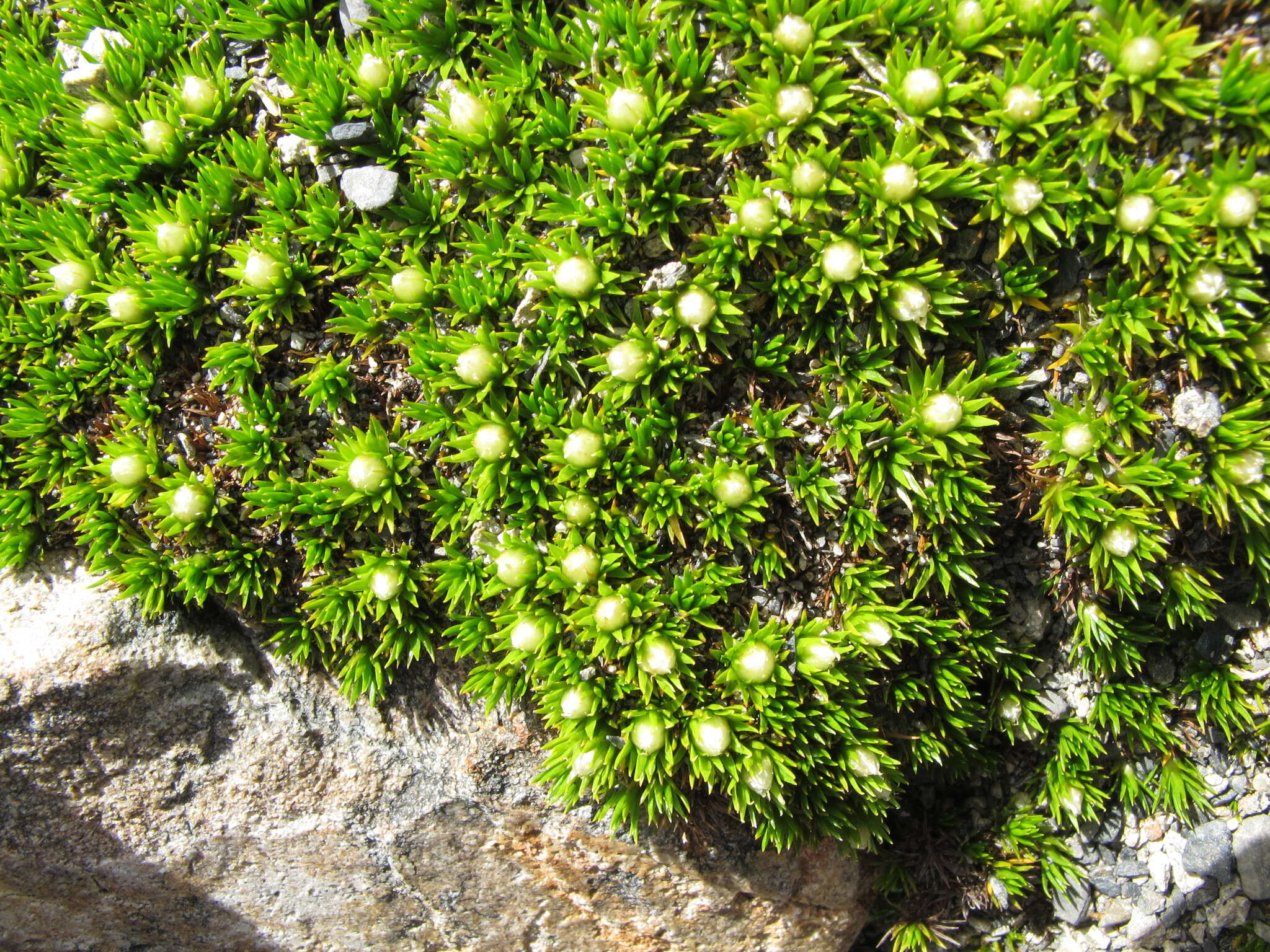 Plancia ëd Psychrophyton subulatum (Hook. fil.) Beauv.