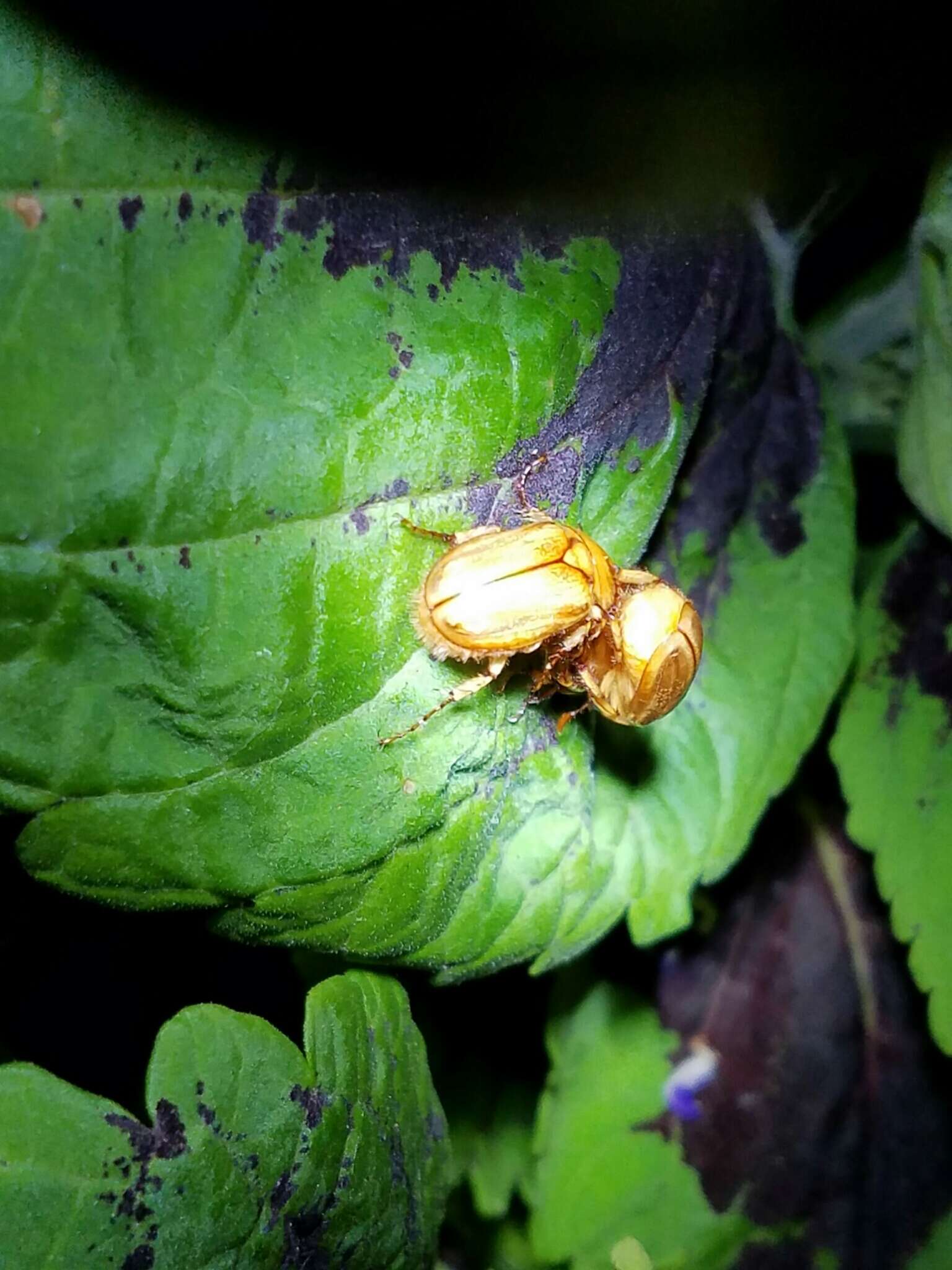 Image of Northern Masked Chafer