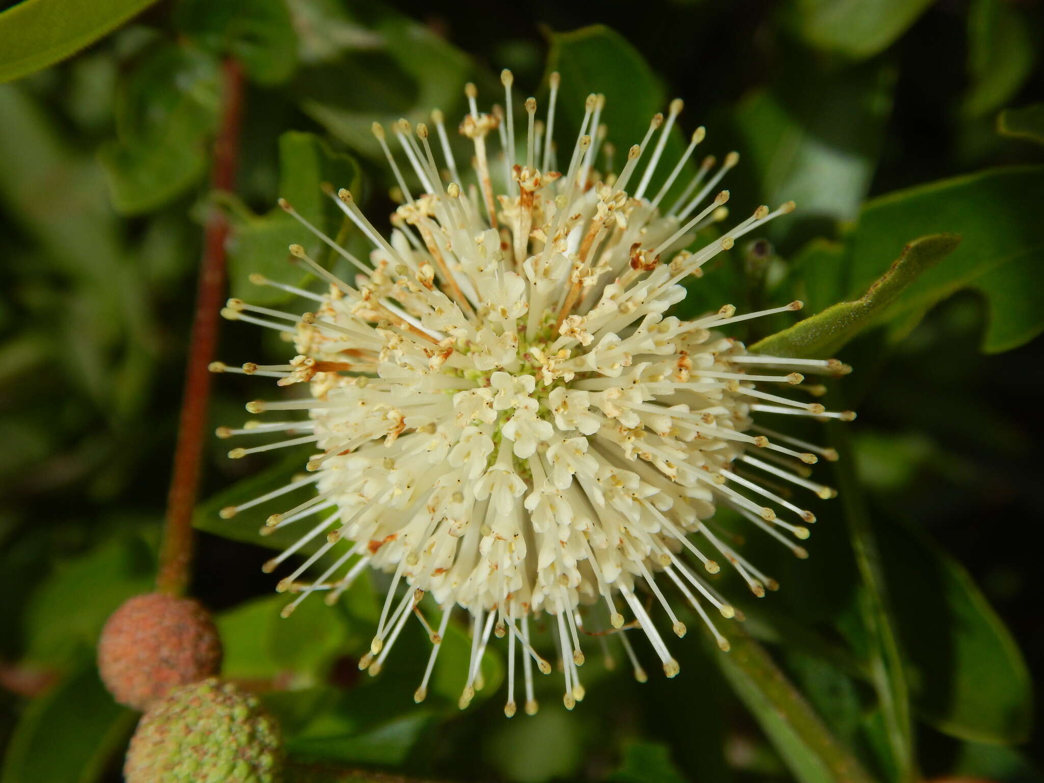 Image of Mexican Buttonbush