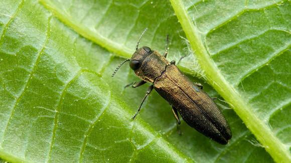 Image of Agrilus angustulus (Illiger 1803)