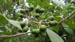 Image de Solanum umbellatum Mill.