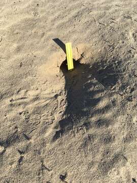 Image of Desert Kangaroo Rat